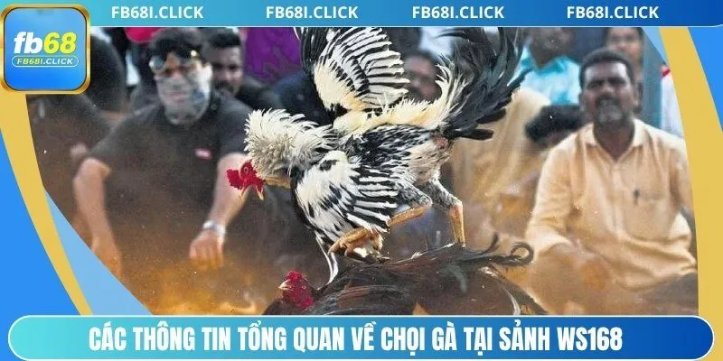 Các thông tin tổng quan về chọi gà tại sảnh Ws168