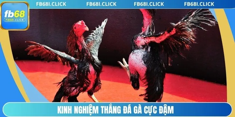 Kinh nghiệm thắng đá gà cực đậm
