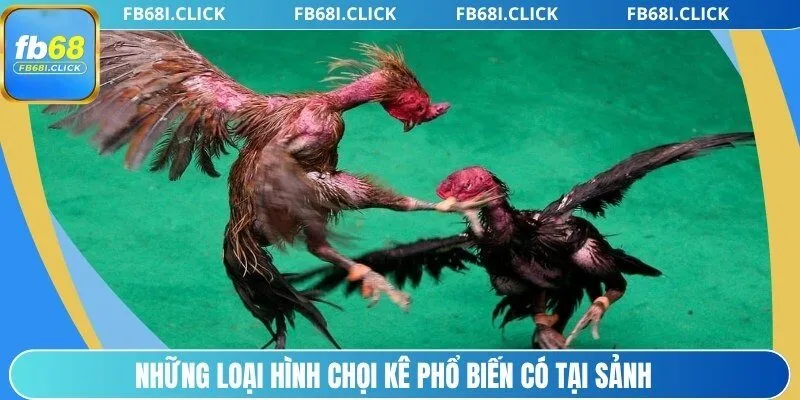 Những loại hình chọi kê phổ biến có tại sảnh